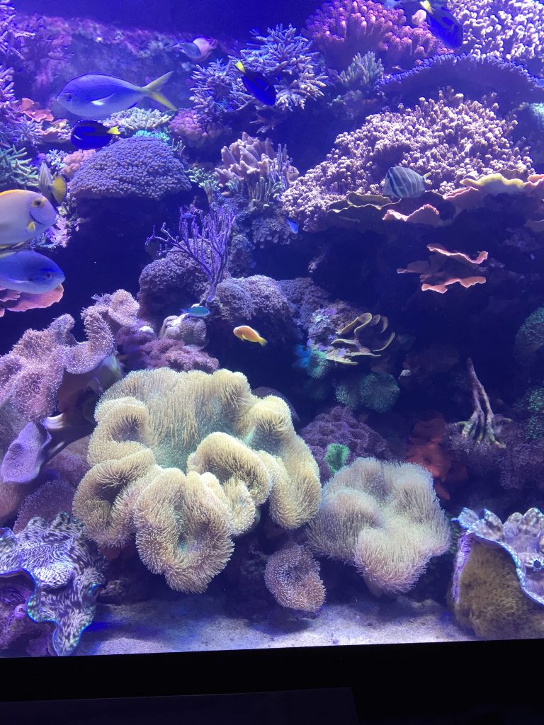 Fish and Coral
