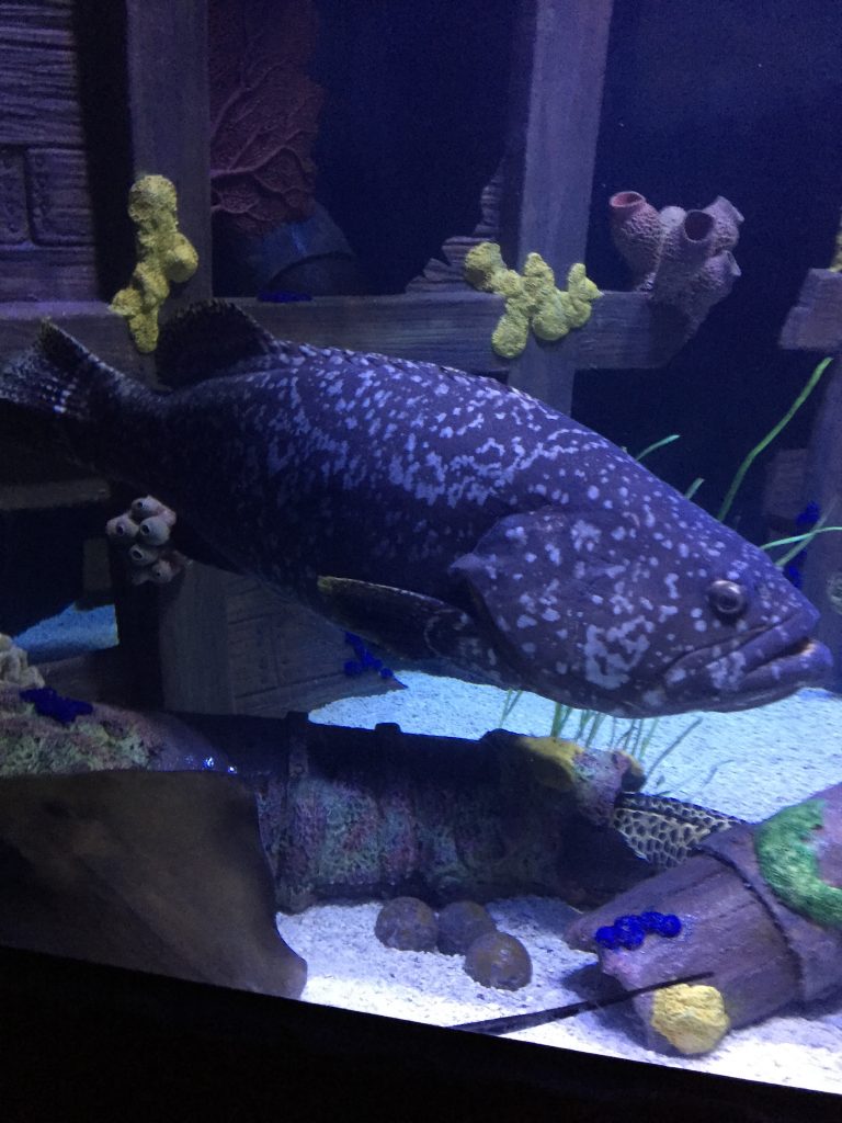 Spotted Blue Fish